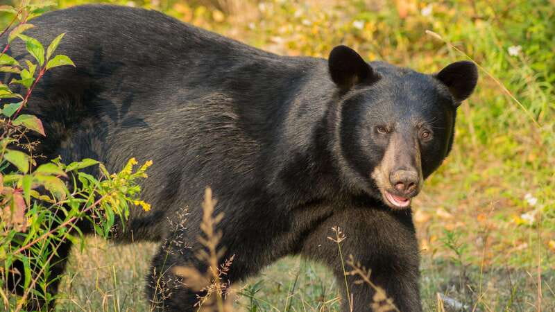 Tadoussac/Charlevoix: Whale Watching Tour & Bear Observation - Practical advice for a better day