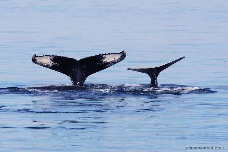 Tadoussac/Charlevoix: Whale Watching Tour & Bear Observation - Should you book it?