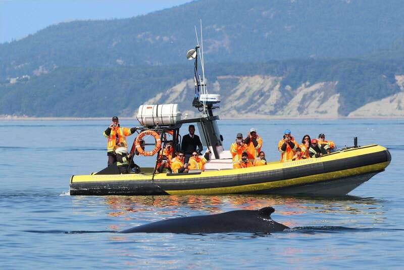 Tadoussac/Charlevoix: Whale Watching Tour & Bear Observation - What the whale cruise gives you