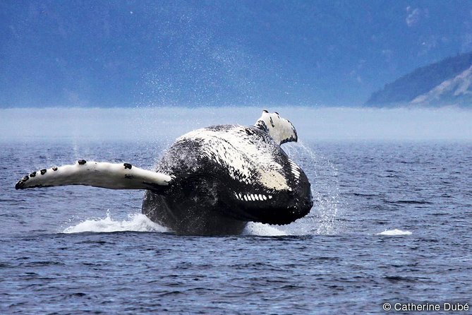 Tadoussac/Charlevoix: Whale Watching Tour - What the two-hour cruise is like