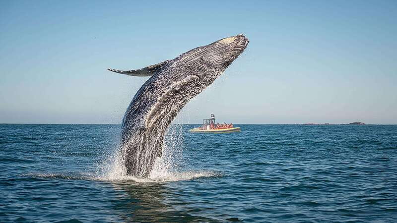Tadoussac/Charlevoix: Whale Watching Zodiac Tour - Why the Zodiac makes a difference on the St. Lawrence