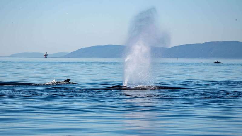 Tadoussac/Charlevoix: Whale Watching Zodiac Tour - The 2 to 2.5-hour route, from departure to return