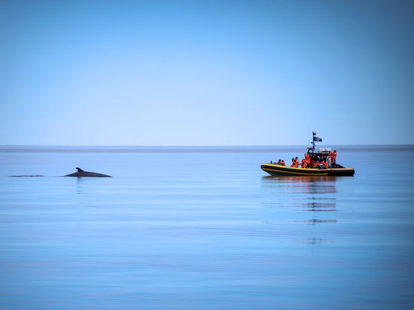 Tadoussac/Charlevoix: Whale Watching Zodiac Tour - Choosing the best departure time