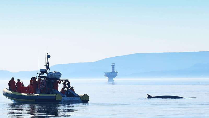 Tadoussac/Charlevoix: Whale Watching Zodiac Tour - Clothing, comfort, and who should skip the Zodiac