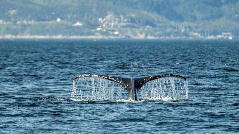 Tadoussac/Charlevoix: Whale Watching Zodiac Tour - What you may see: from minke whales to belugas