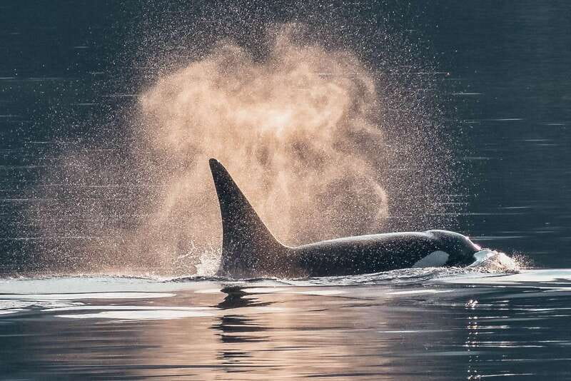 Telegraph Cove: 3-Hour Whale Watching Tour in a Zodiac Boat - Guides who make the wildlife easier to understand