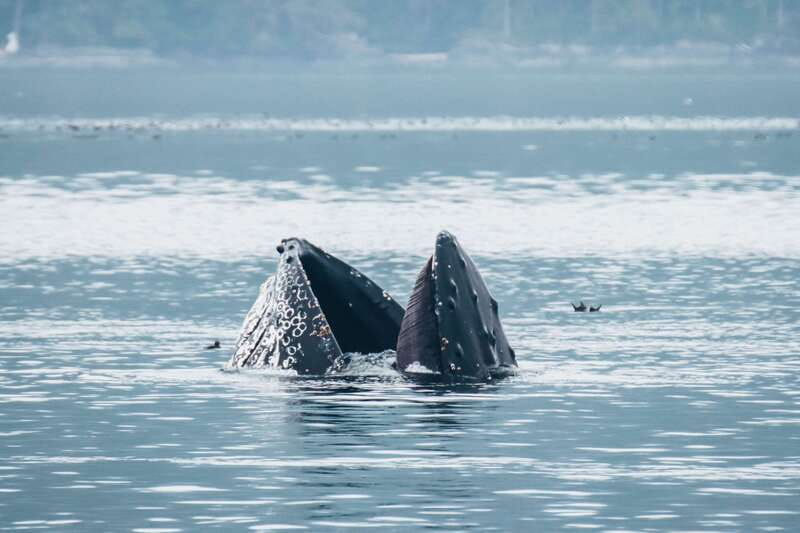 Telegraph Cove: 3-Hour Whale Watching Tour in a Zodiac Boat - A responsible distance is part of the experience
