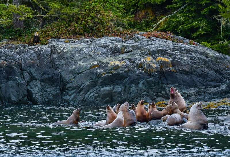 Telegraph Cove: 3-Hour Whale Watching Tour in a Zodiac Boat - What the three hours feel like