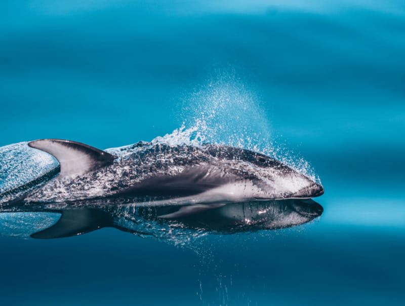 Telegraph Cove: 3-Hour Whale Watching Tour in a Zodiac Boat - Who should book this Telegraph Cove tour?