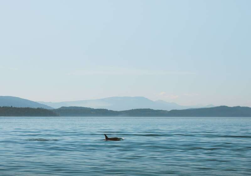 Telegraph Cove: 3-Hour Whale Watching Tour in a Zodiac Boat - Searching for orcas, humpbacks, and smaller creatures
