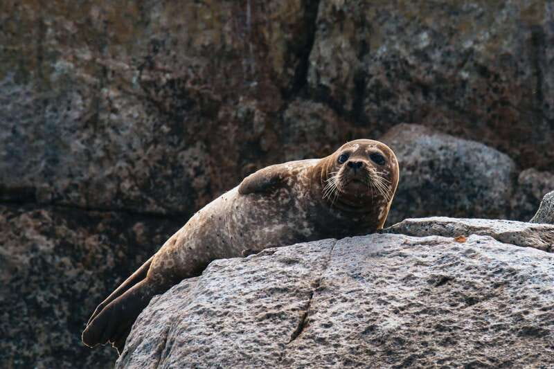 Telegraph Cove: Half-Day Kayaking Tour - Watching for eagles, seals, porpoises, and orcas