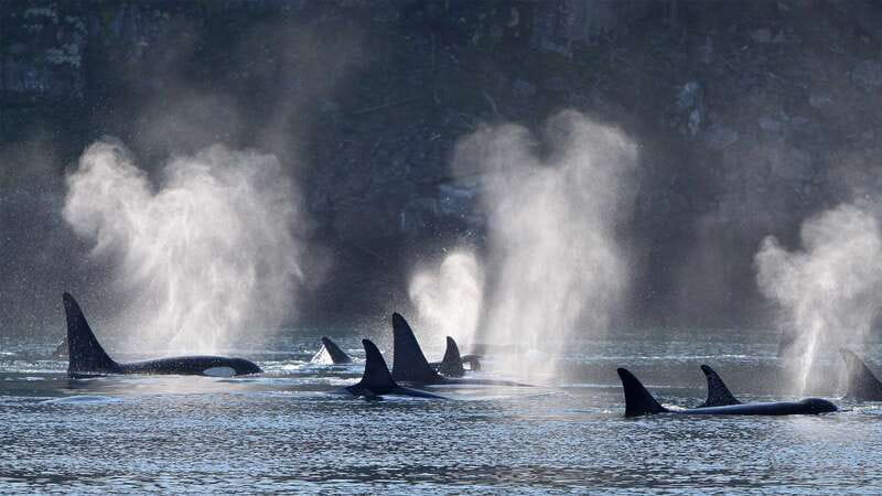 Telegraph Cove: Whale Watching Adventure with Free Photos - Three naturalists make the search more rewarding