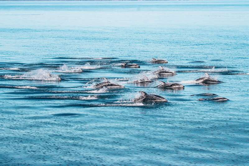 Telegraph Cove: Whale Watching Adventure with Free Photos - What you may see on the water