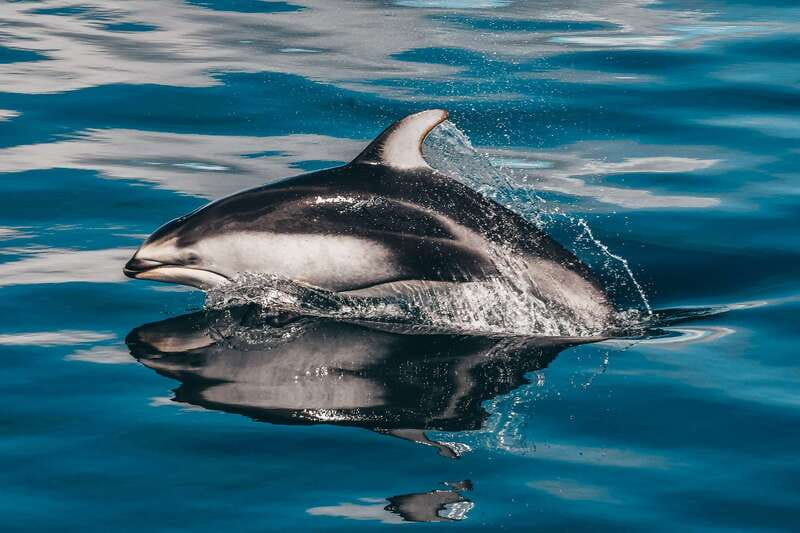 Telegraph Cove: Whale Watching Adventure with Free Photos - Is $149 good value?