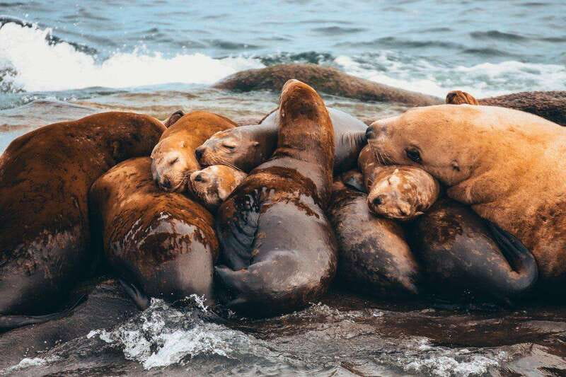 Telegraph Cove: Whale Watching Adventure with Free Photos - Who should book this Telegraph Cove trip?