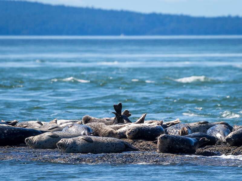 Telegraph Cove: Whale Watching Adventure with Free Photos - Ocean Magic II, built for speed and viewing