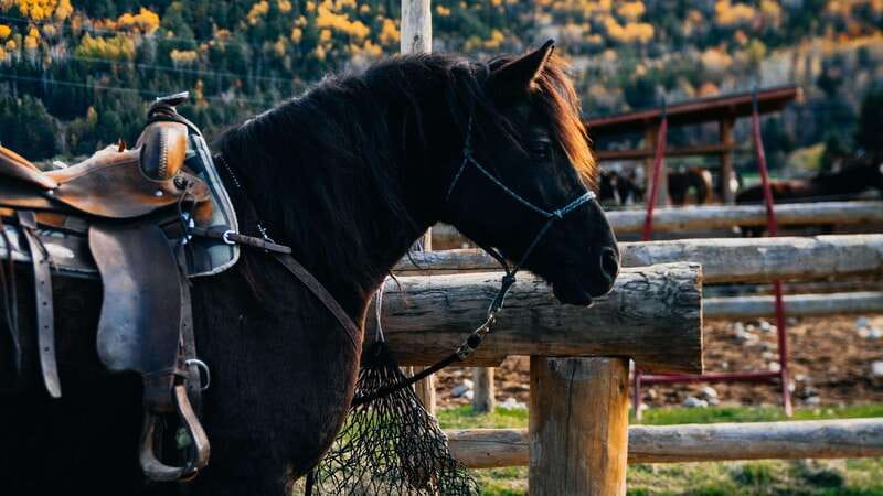 The Montagnarde: Guided horseback ride on mountain trails. - Riding Charlevoix at a slower pace