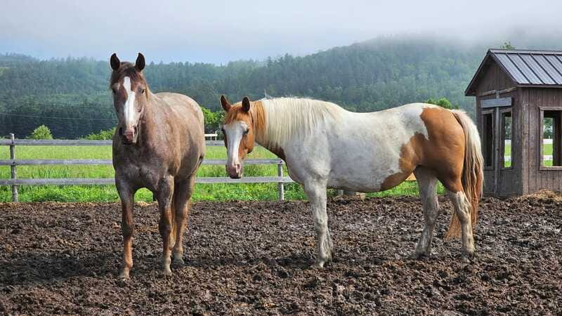 The Montagnarde: Guided horseback ride on mountain trails. - Planning your day at the ranch