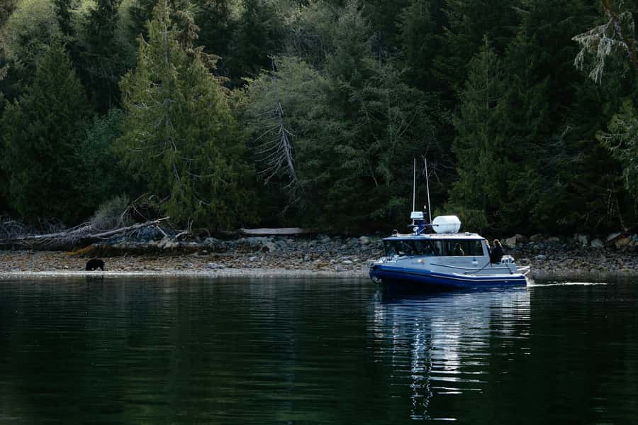Tofino: Bear Watching Boat Tour with Nature Guide - Key points to know before you go