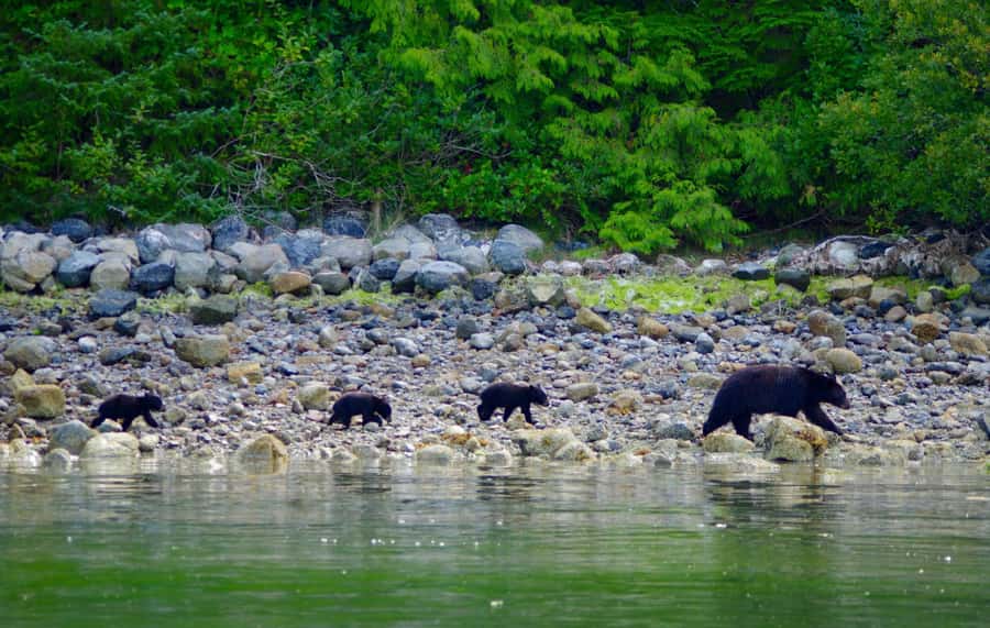 Tofino: Bear Watching Boat Tour with Nature Guide - Why the rocky shore is the main event