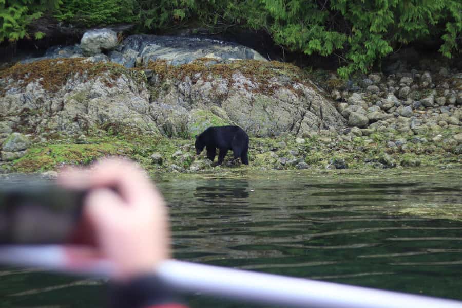 Tofino: Bear Watching Boat Tour with Nature Guide - The boat ride through Clayoquot Sound