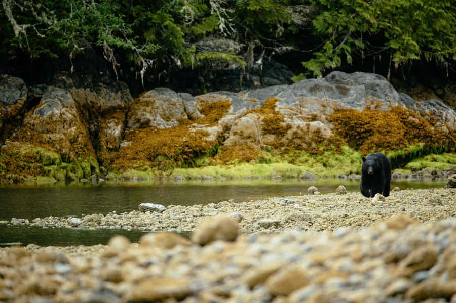 Tofino: Bear Watching Boat Tour with Nature Guide - Who should book this boat tour?