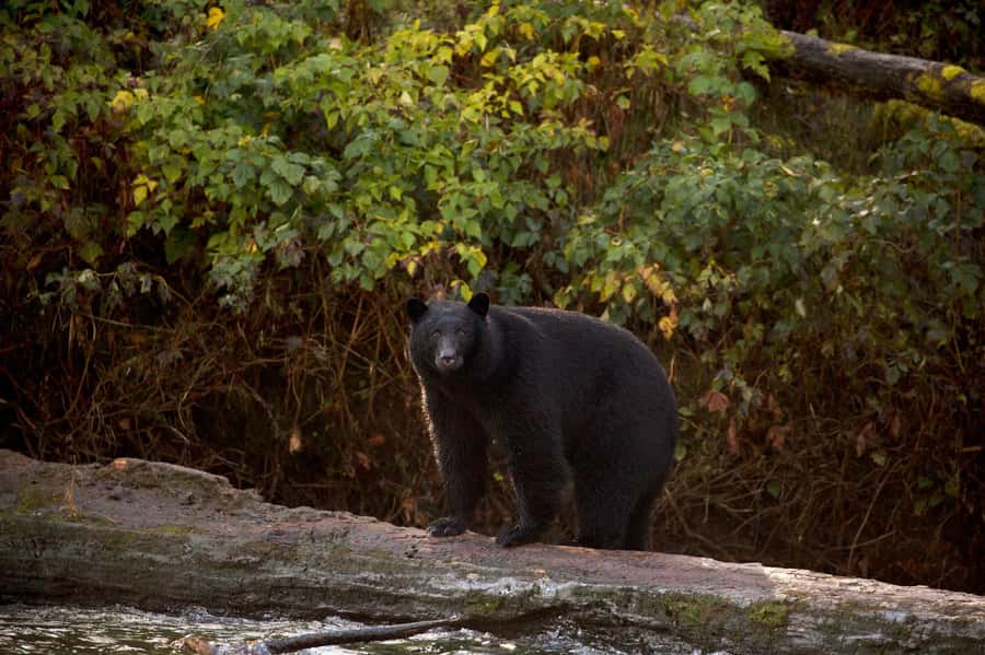 Tofino: Bear Watching Boat Tour with Nature Guide - Leaving the Marine Adventure Centre