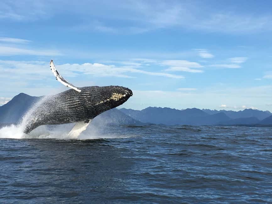 Tofino: Whale Watching Tour with Nature Guide - Key points at a glance