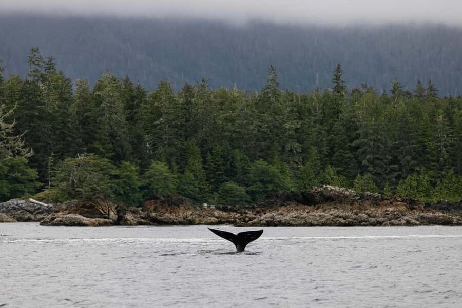 Tofino: Whale Watching Tour with Nature Guide - Leaving Tofino for the open Pacific