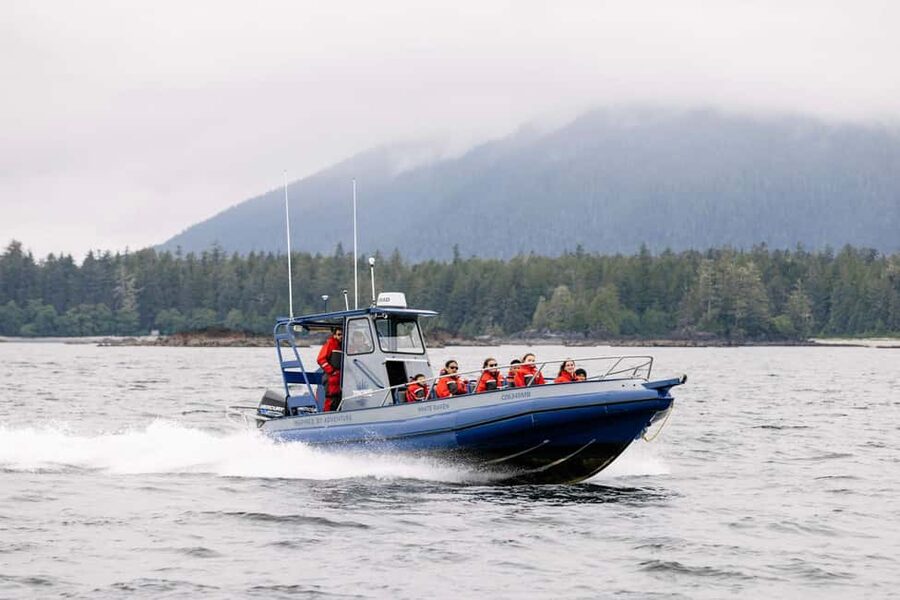 Tofino: Whale Watching Tour with Nature Guide - Watching whales without crowding them