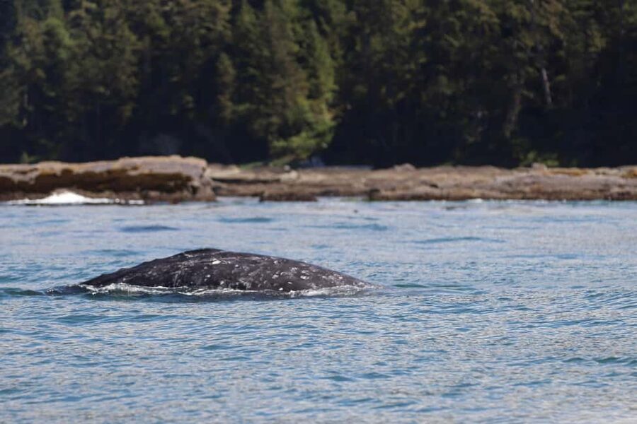 Tofino: Whale Watching Tour with Nature Guide - Whiteraven or Blackfish: choosing the right boat