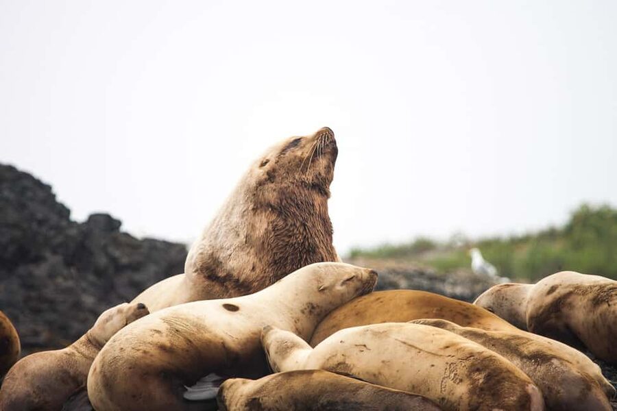 Tofino: Whale Watching Tour with Nature Guide - What the guide adds to the ride