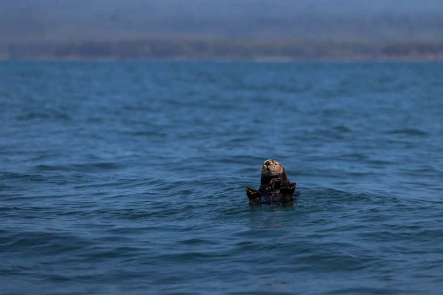 Tofino: Whale Watching Tour with Nature Guide - Who should book this Tofino tour?