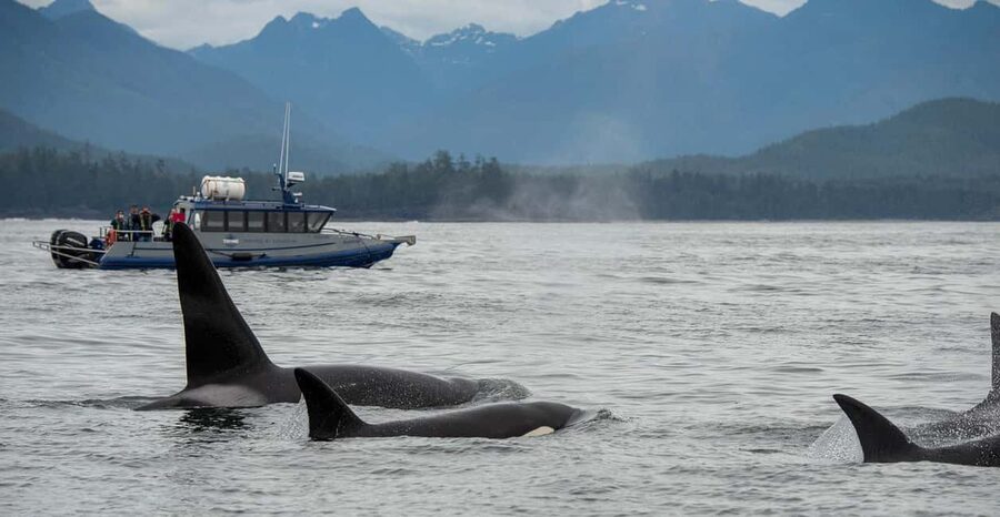Tofino: Whale Watching Tour with Nature Guide - The route toward Flores, Vargas, and Long Beach