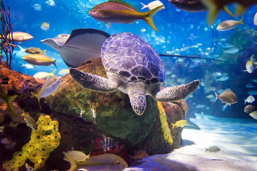 Toronto CityPASS®: Save up to 38% at 5 Top Attractions - How the nine-day pass works