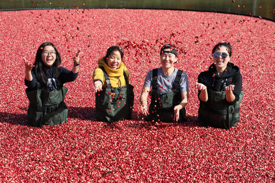Toronto: Muskoka Cranberry Farm and Hardy Lake Hike - Why the cranberry marsh is the star of the day