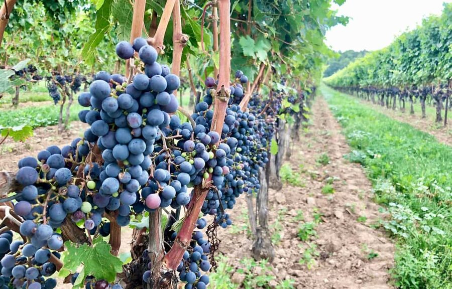 Toronto: Niagara-on-the-Lake, Wine Tasting & Chocolate Tour - The guides make a practical difference