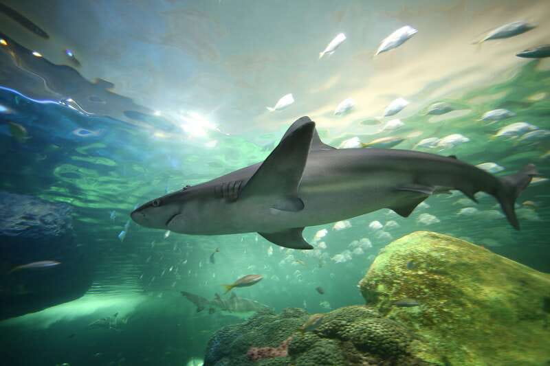 Toronto: Ripley's Aquarium of Canada Entry Ticket - Nine galleries, from jellyfish to local touch pools