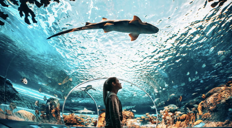 Toronto: Ripley's Aquarium of Canada Entry Ticket - Is the $33 ticket good value?