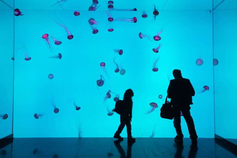 Toronto: Ripley's Aquarium of Canada Entry Ticket - What the daily live shows add