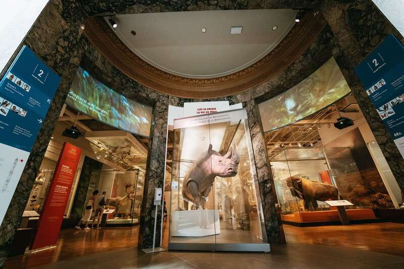 Toronto: Royal Ontario Museum Admission Ticket - Animals, armor, and objects from around the world