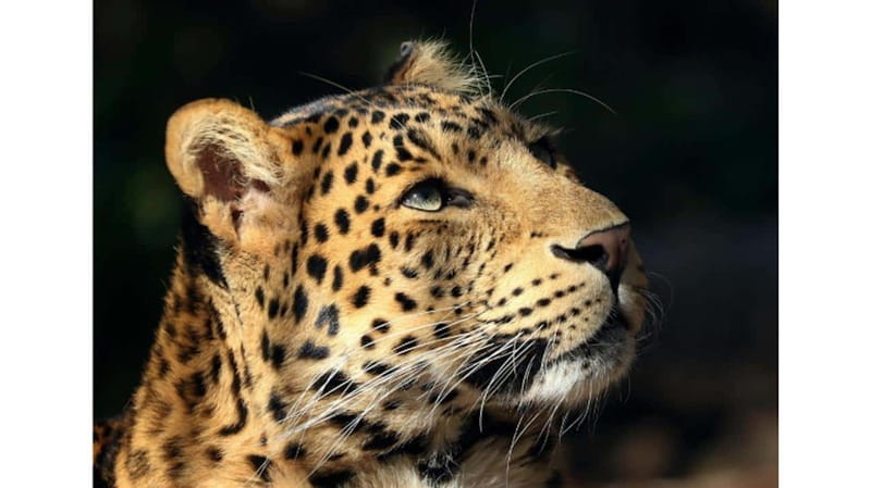 Toronto: Royal Ontario Museum Special Exhibits Voucher - Start with your special exhibition