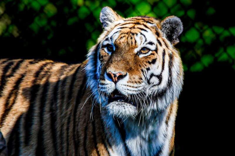 Toronto: Toronto Zoo Entry Ticket - How to plan your day without rushing