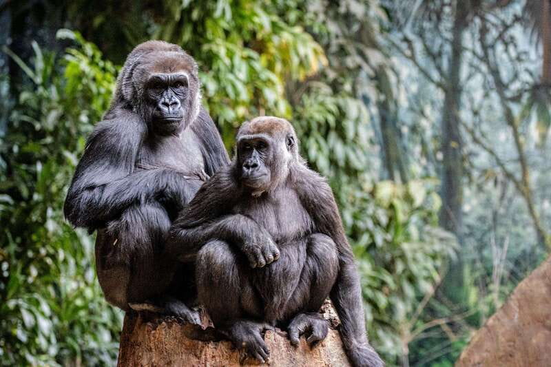 Toronto: Toronto Zoo Entry Ticket - Should you book Toronto Zoo?