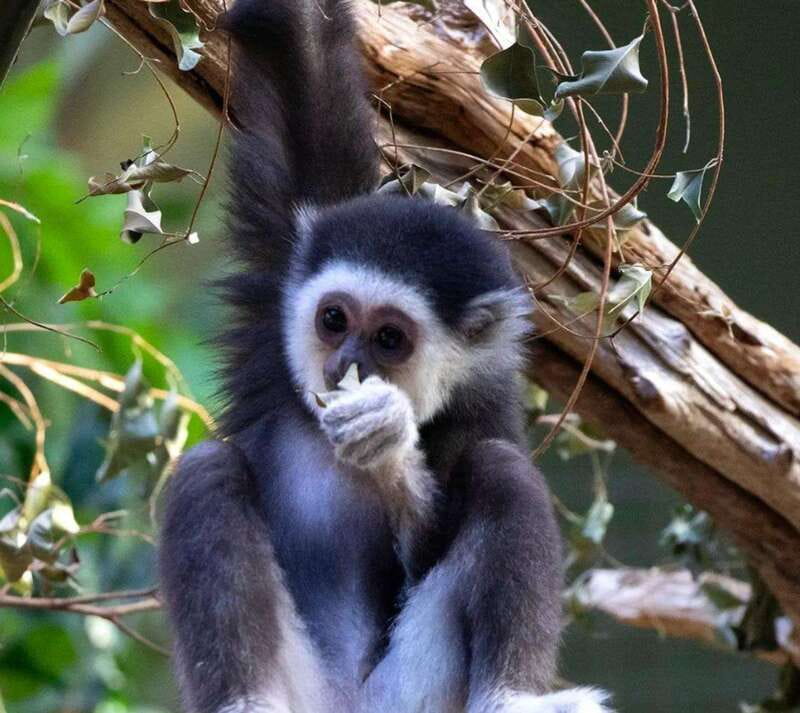 Toronto: Toronto Zoo Entry Ticket - FAQ