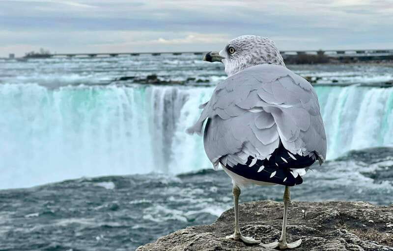 Toronto: Winter Niagara Falls Tour with Attractions Package - Why winter works so well at Niagara Falls