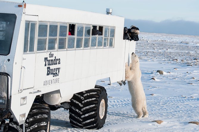 Tundra Buggy Autumn Day Tours - Key points to know before booking