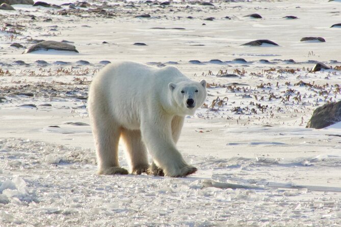 Tundra Buggy Autumn Day Tours - Starting at Fifty Eight North in Churchill
