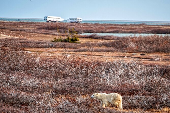 Tundra Buggy Autumn Day Tours - What the driver-guide adds to the day