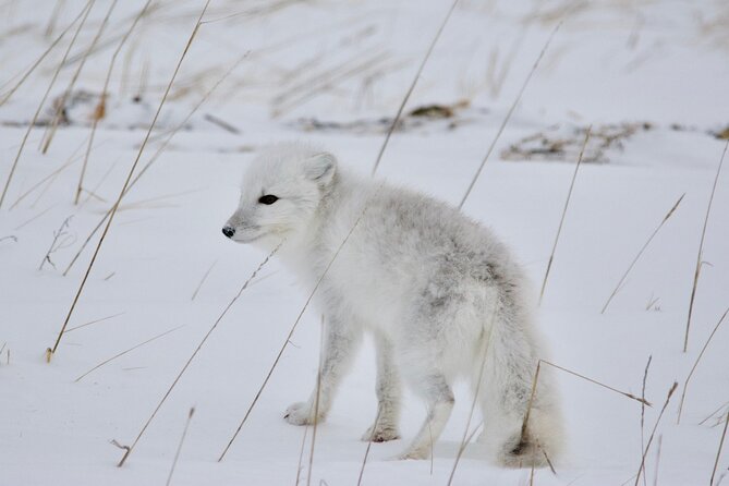 Tundra Buggy Autumn Day Tours - Lunch, refreshments, and the eight-hour rhythm